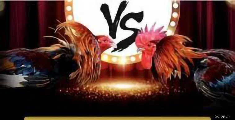 Hướng Dẫn Chơi Đá Gà WS168 Tại WIN55 Một Cách Hiệu Quả 2 Hướng Dẫn Chơi Đá Gà WS168 Tại WIN55 Một Cách Hiệu Quả